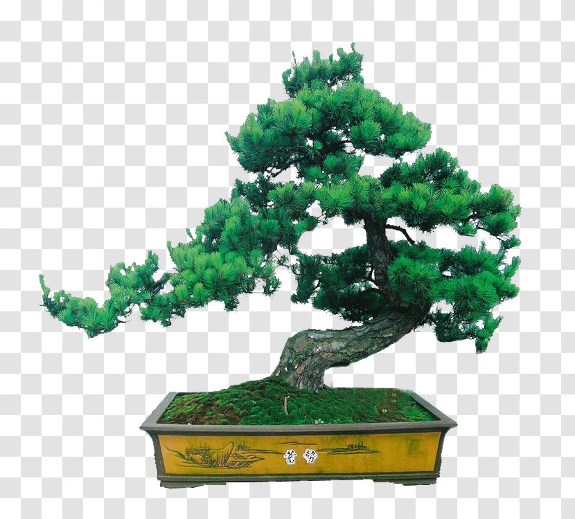 Tree Pine Evergreen - Houseplant - 60% Transparent PNG