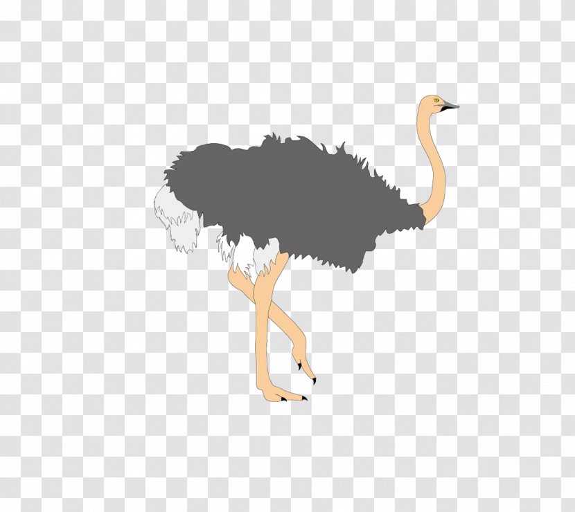 Common Ostrich Bird Cartoon - Ratite Transparent PNG