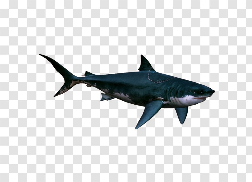 Great White Shark Cretoxyrhina Mantelli Requiem Tiger Lamnidae - Fin - BABY SHARK Transparent PNG