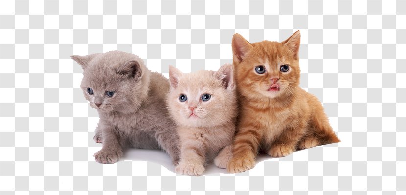 Kitten British Shorthair Semi-longhair Australian Mist European - Cat Like Mammal Transparent PNG