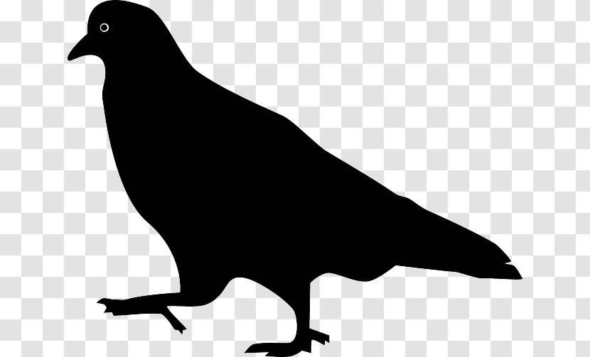 Domestic Pigeon Columbidae Bird Squab Transparent PNG