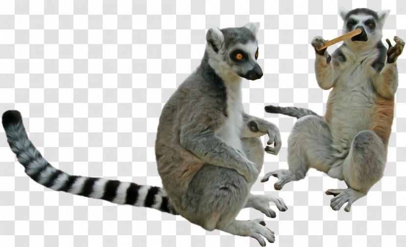 Lemur Animal Figure Meerkat Tail Wildlife - Figurine Transparent PNG