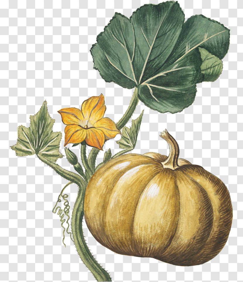 Botanical Illustration Botany Stock Pumpkin Transparent PNG