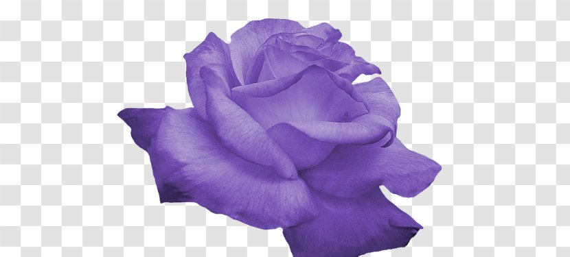 Rose Flower Purple Clip Art - Order Transparent PNG