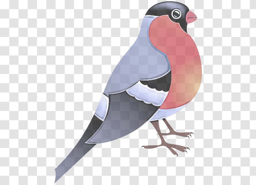 Bird Beak Rock Dove Pigeons And Doves Transparent PNG