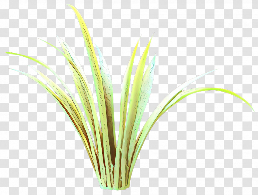 Grass Plant Grass Family Flower Lemongrass Transparent PNG
