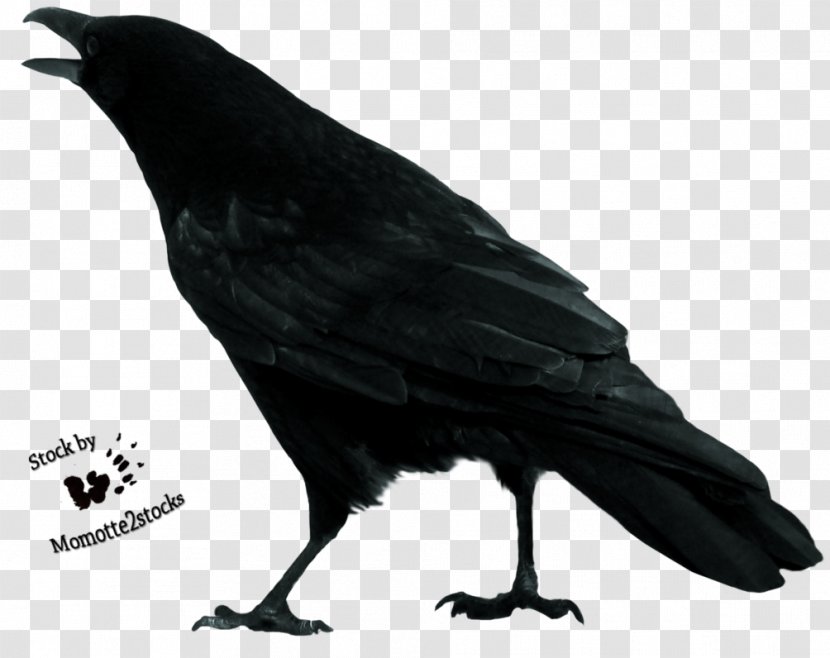 Bird Sketch - Wing - Flying Crow Transparent PNG