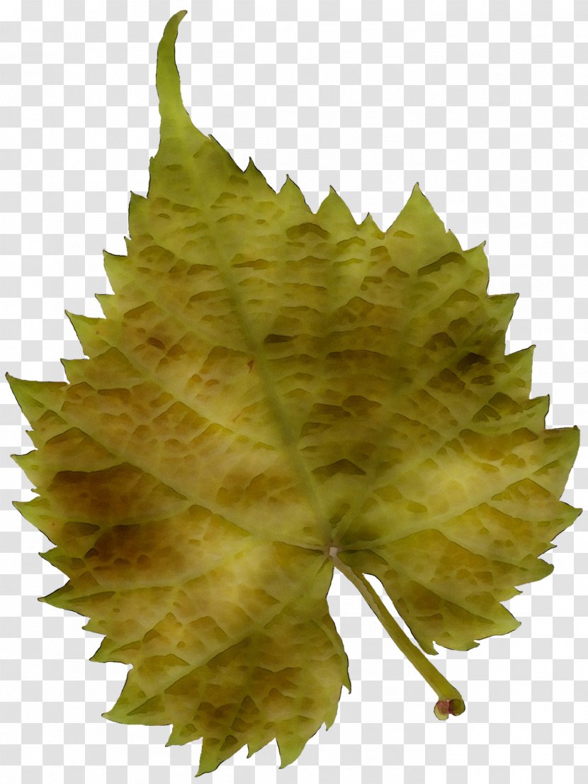 Leaf Plane Trees Grape Leaves Tree Family - Plant - Planetree Transparent PNG