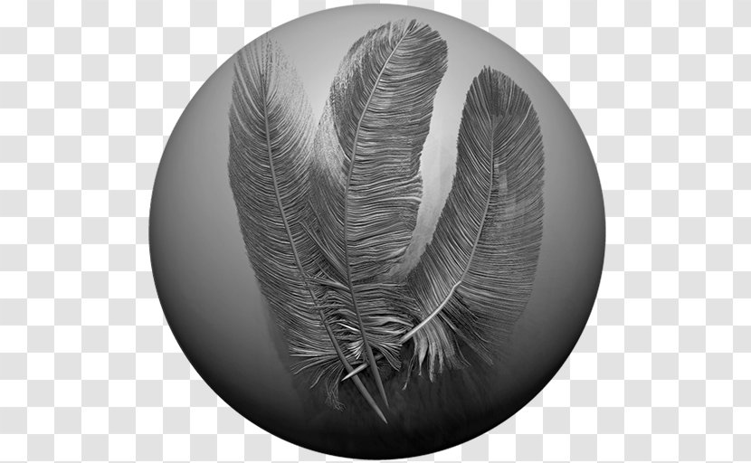 ZBrush Feather Rendering Tutorial Texture Mapping Transparent PNG