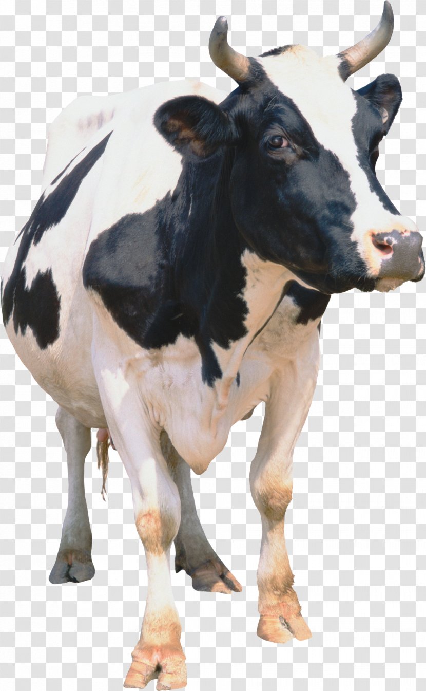 Cattle Sheep Calf Goat Livestock - Ox - Cow Transparent PNG