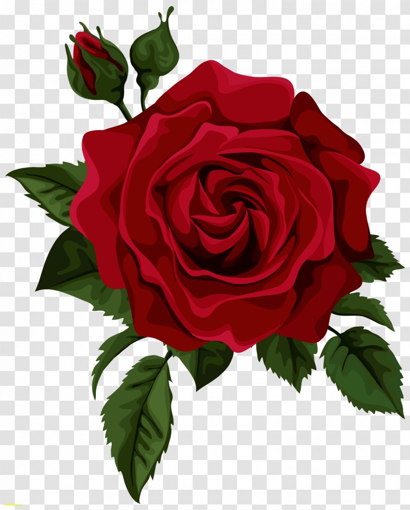 Hybrid Tea Rose Red Clip Art - Floristry - Rosas Transparent PNG