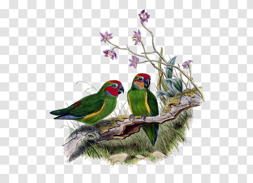 Lovebird Macaw Parakeet Perroquet Feather - Fauna Transparent PNG