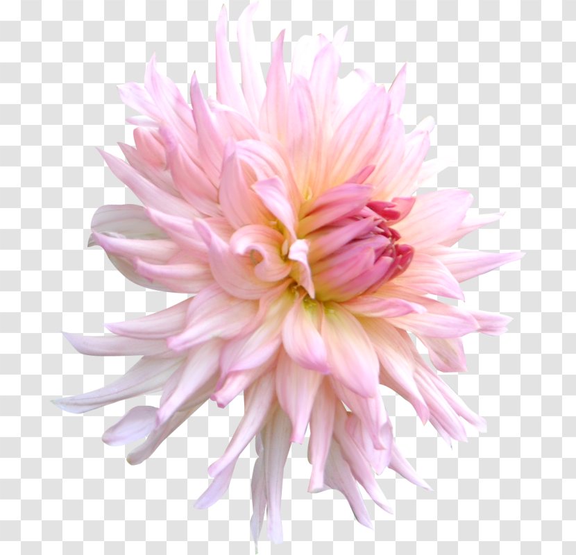 Chrysanthemum Pink Flower Transparent PNG