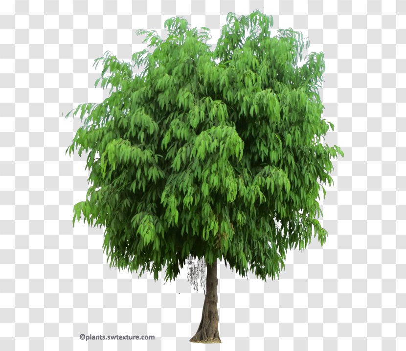 Shrub Tree Branch Fiddle-leaf Fig - Fiddleleaf Transparent PNG