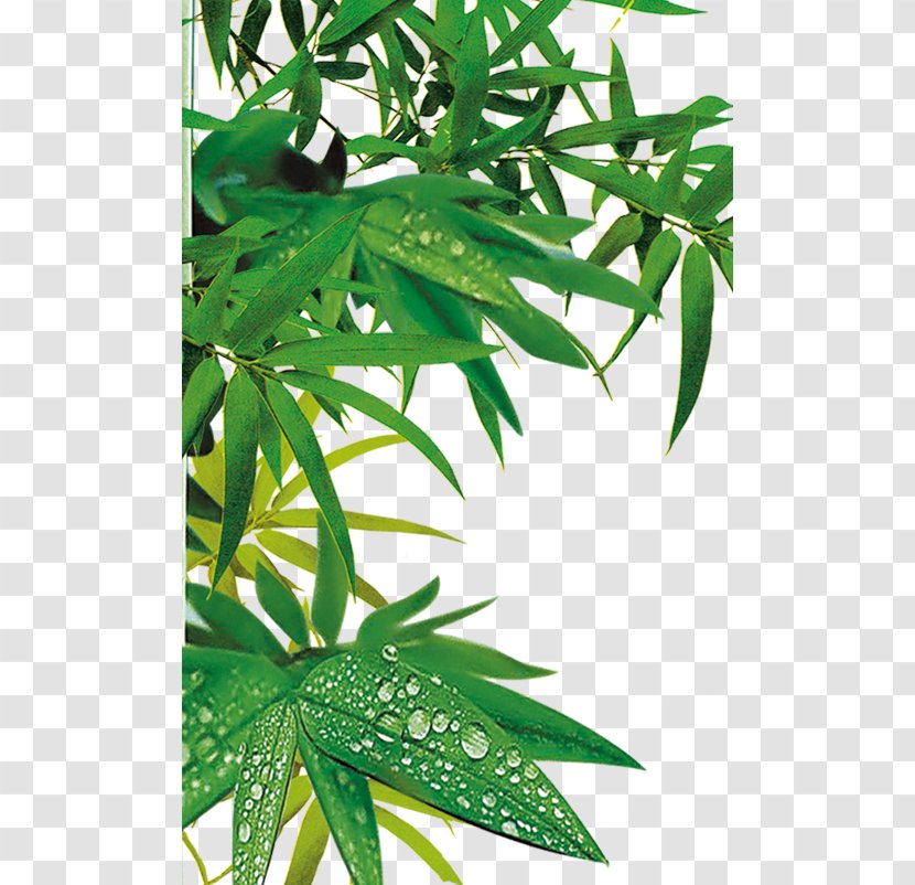 Zongzi Bamboe Download - Plant Stem - Bamboo Leaves Transparent PNG