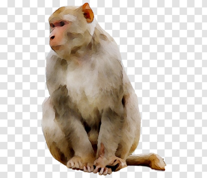 Ape Old World Monkeys Baboons - Mandrill Transparent PNG