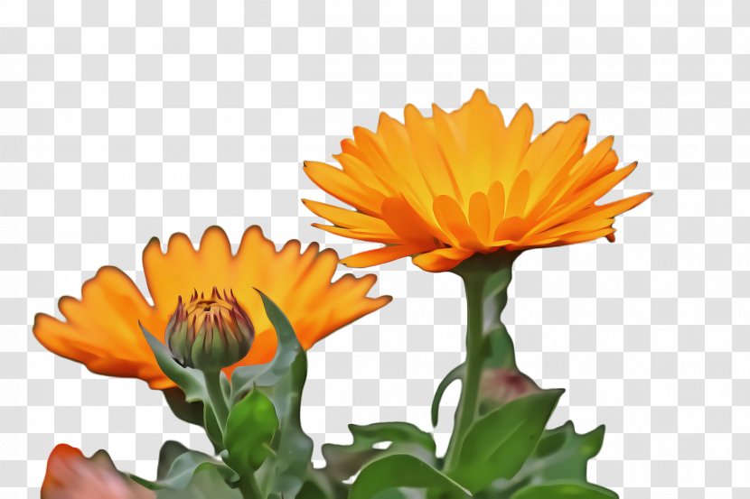 Blossom Flower - Pot Marigold - Wildflower Gazania Transparent PNG