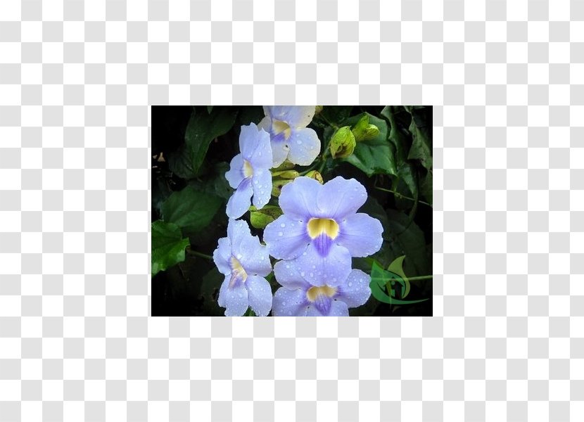 Aubrieta Petal Hedge Flower Annual Plant - Aubretia Transparent PNG