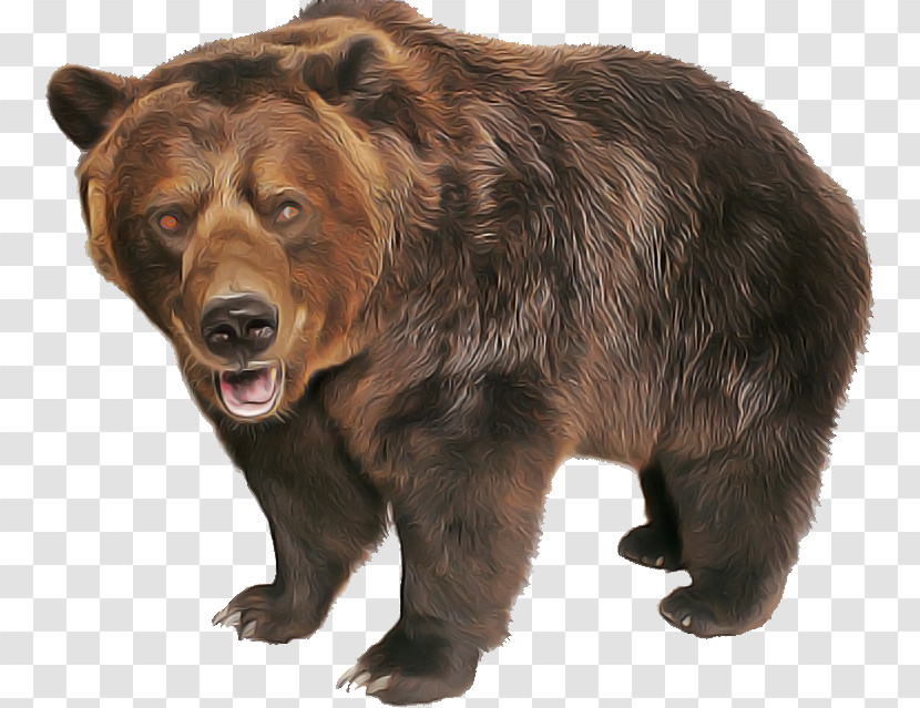 Brown Bear Bear Grizzly Bear Kodiak Bear Animal Figure Transparent PNG