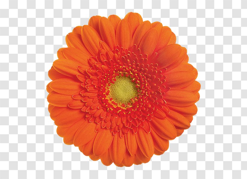 Transvaal Daisy Cut Flowers Sticker Common - Family - Flower Transparent PNG