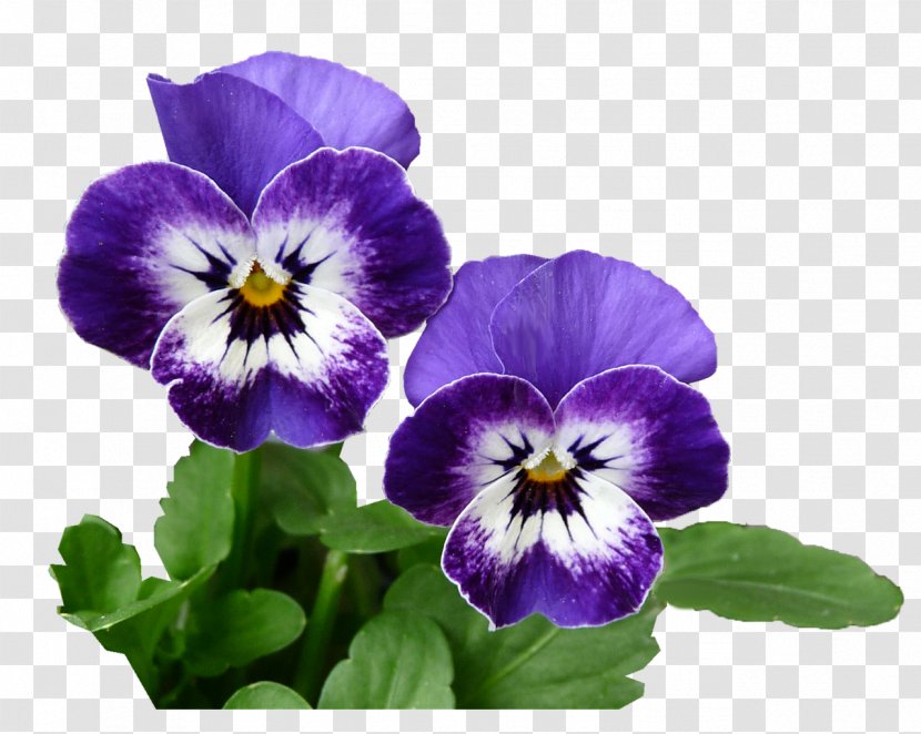 Pansy Photography - Flowering Plant - Flower Transparent PNG