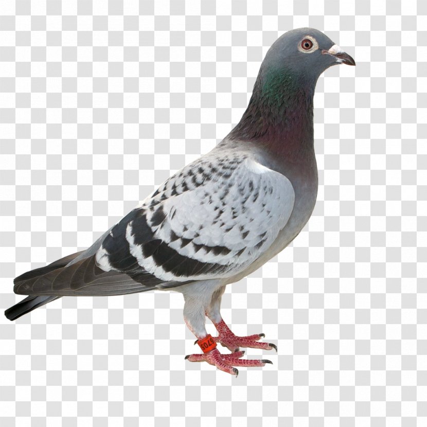 Columbidae Racing Homer Stock Dove Pigeon Father - Typical Pigeons - Yucca Transparent PNG