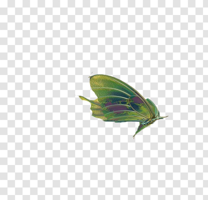 Butterfly Insect Wing Clip Art - Butterfly,insect,specimen Transparent PNG