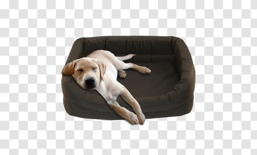 Dog Breed Puppy Companion Snout - Furniture - Sitting Transparent PNG