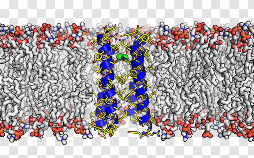 Molecule Membrane Transport Protein Cell Fluid Mosaic Model - Biological Transparent PNG