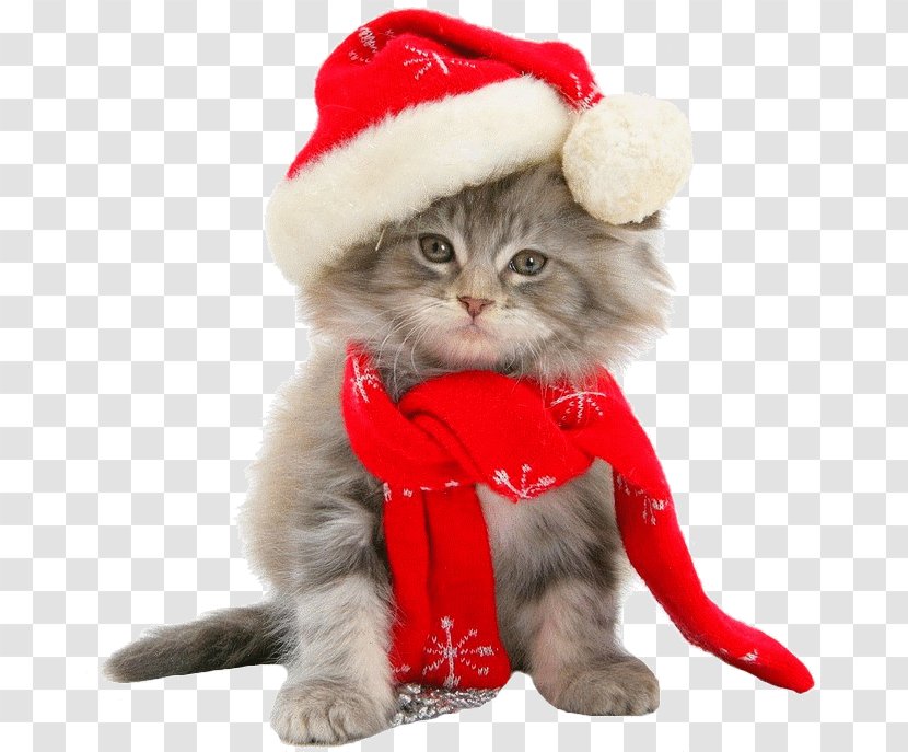 Kitten Maine Coon Christmas Throw Pillows - Carnivoran Transparent PNG