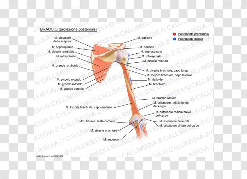 Joint Muscular System Augšdelms Muscle Anatomy - Watercolor - Arm Transparent PNG