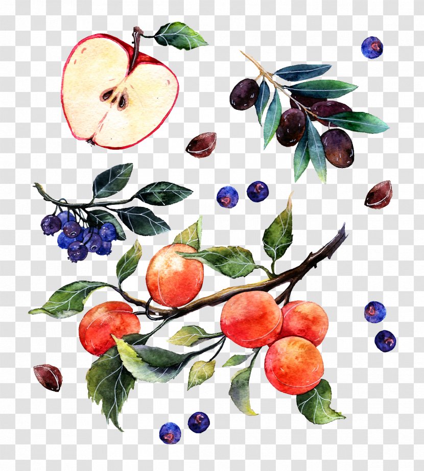 Watercolor Painting Illustrator Poster Illustration - Peach - Apple Grapes And Oranges Transparent PNG