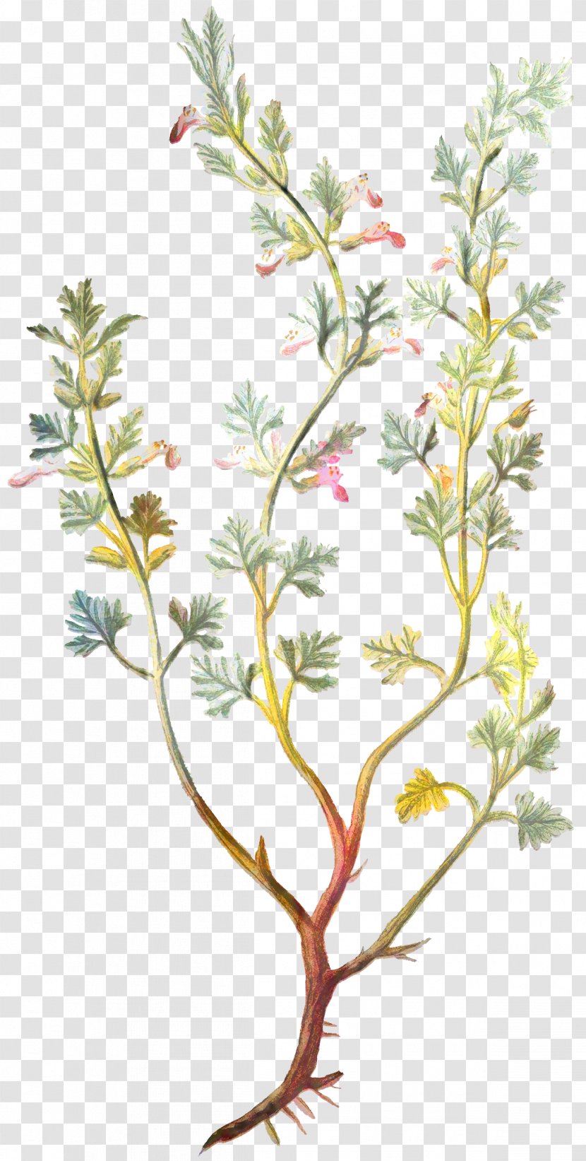 Lily Flower Cartoon - Twig - Subshrub Plant Stem Transparent PNG