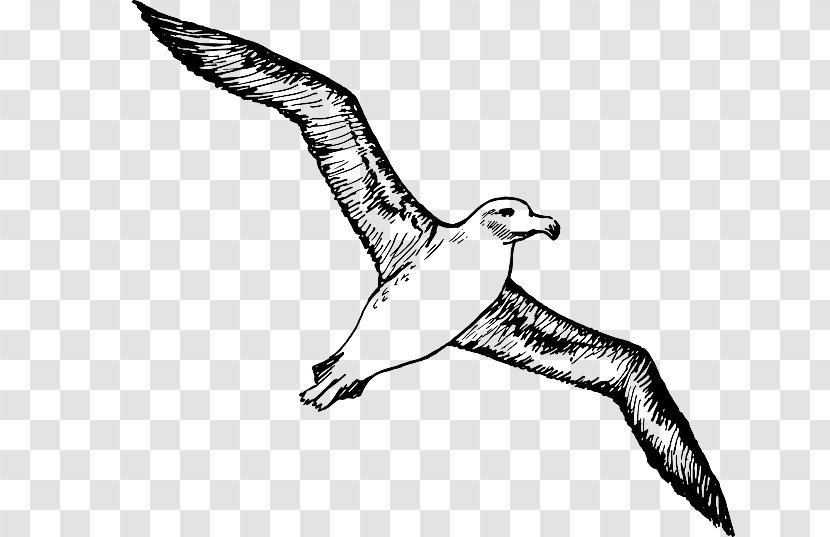 Albatross Bird Clip Art - Arm Transparent PNG
