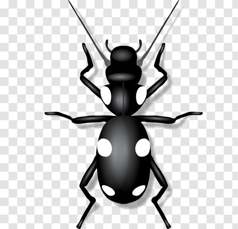 Insect Clip Art - Black And White - Small Insects Transparent PNG