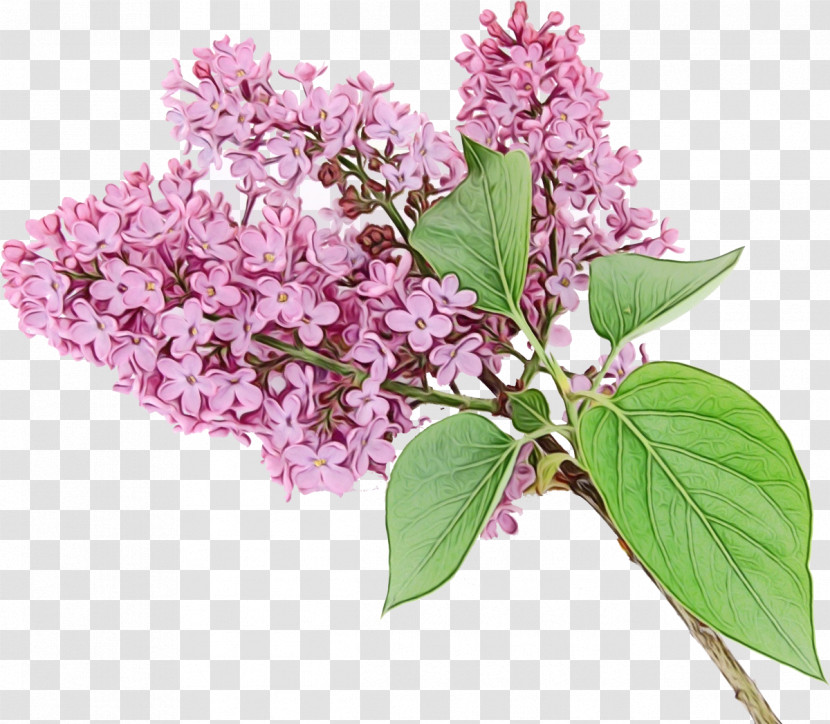 Flower Lilac Plant Lilac Tree Transparent PNG