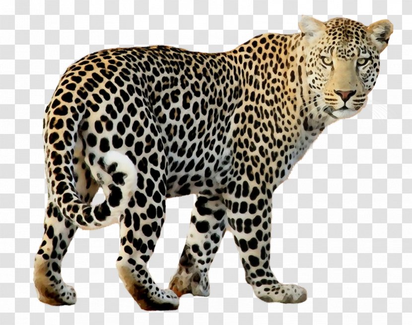 Terrestrial Animal Leopard Wildlife Figure Jaguar - Big Cats Transparent PNG