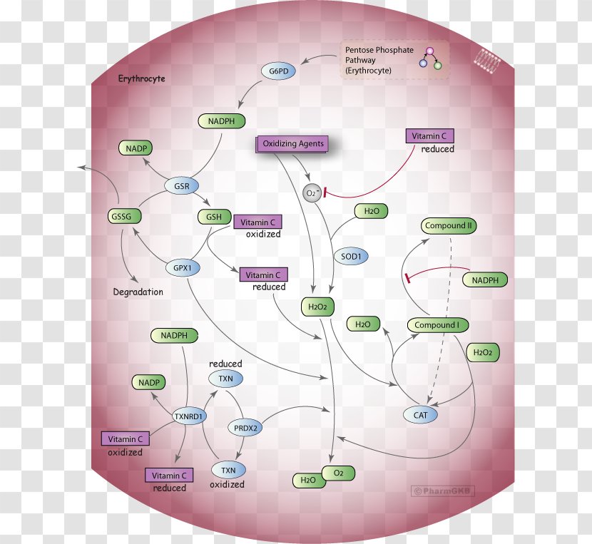 Red Blood Cell Oxidative Stress Hydroxycarbamide Glucose-6-phosphate Dehydrogenase - Pathway Transparent PNG