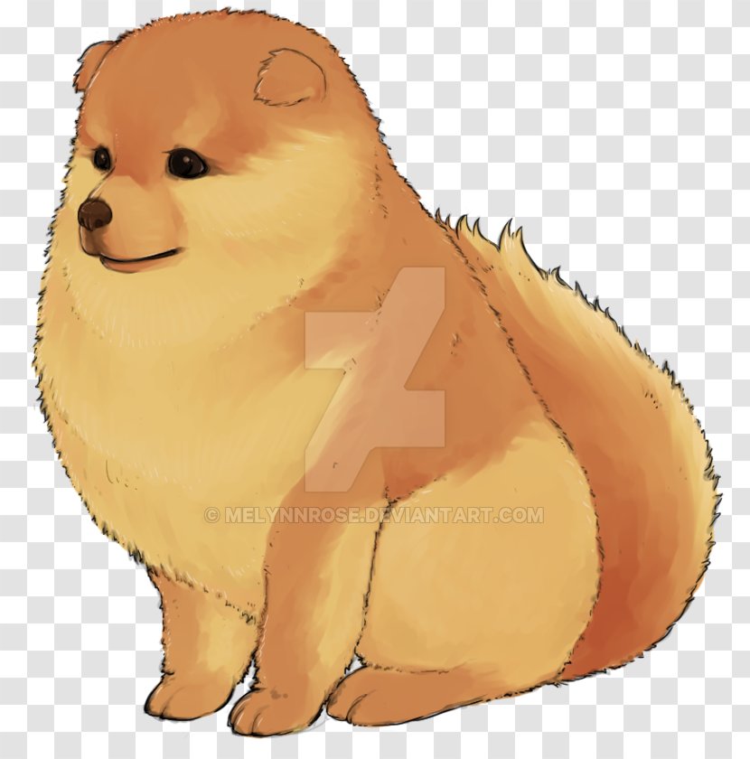 Pomeranian Puppy Dog Breed Whiskers Non-sporting Group - Carnivoran Transparent PNG