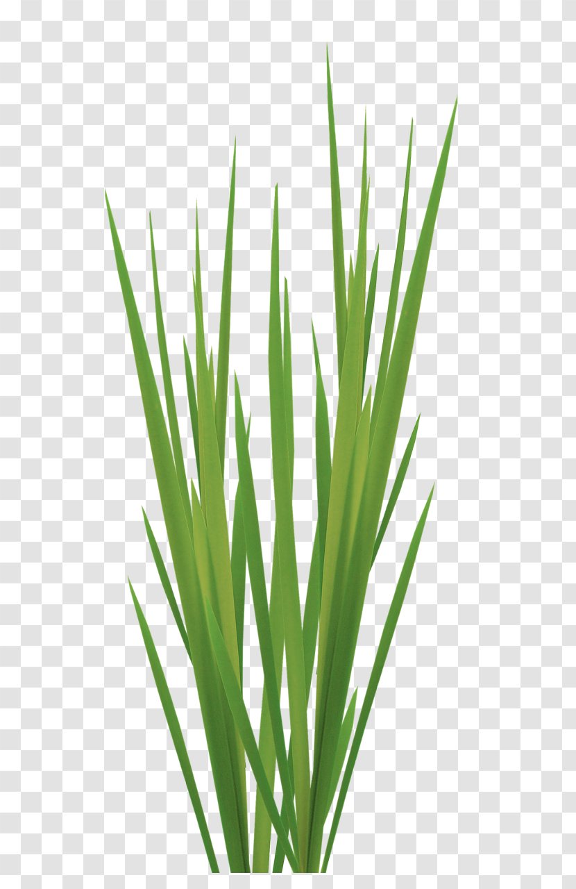 Sweet Grass Vetiver Lemongrass Commodity Plant Stem - Family - Aime Pattern Transparent PNG