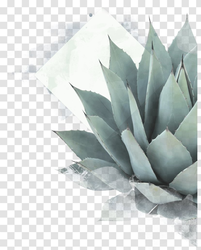 Agave Azul Mezcal Tequila Succulent Plant Mexican Cuisine - Stock Photography Transparent PNG