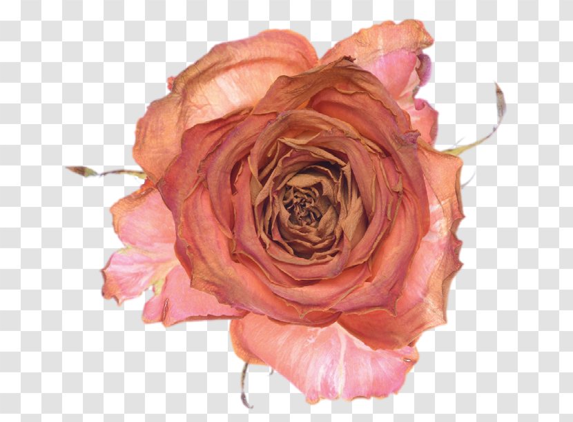 Garden Roses Sirr-i Sevda Cabbage Rose Floribunda Book - Bigstock Transparent PNG
