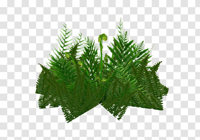 Zoo Tycoon 2 Fern Wikia - Wiki Transparent PNG