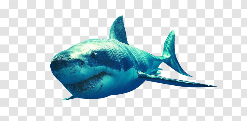 Shark Bruce Clip Art - Deep Sea Sharks Transparent PNG