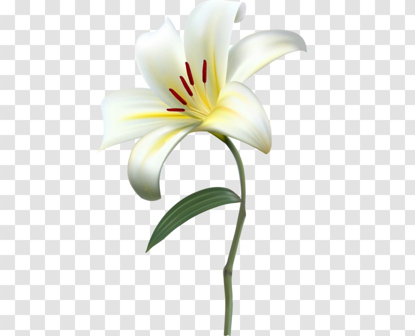 Lily Flower Clip Art Image - Yellow Transparent PNG