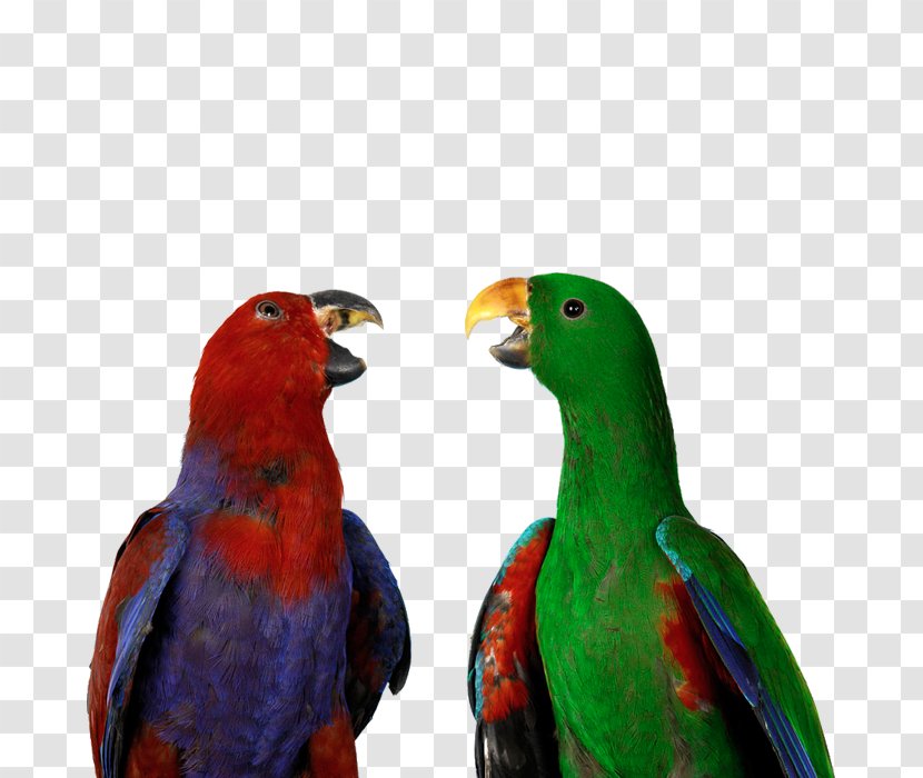Bird Eclectus Parrot Cockatoo U9ce5u985e: U9e1au9d61 Training - Parrots Transparent PNG