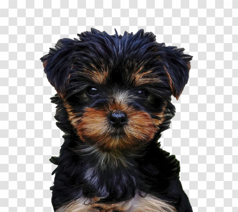 Yorkshire Terrier Morkie Australian Silky Terrier Affenpinscher Biewer Terrier Transparent PNG