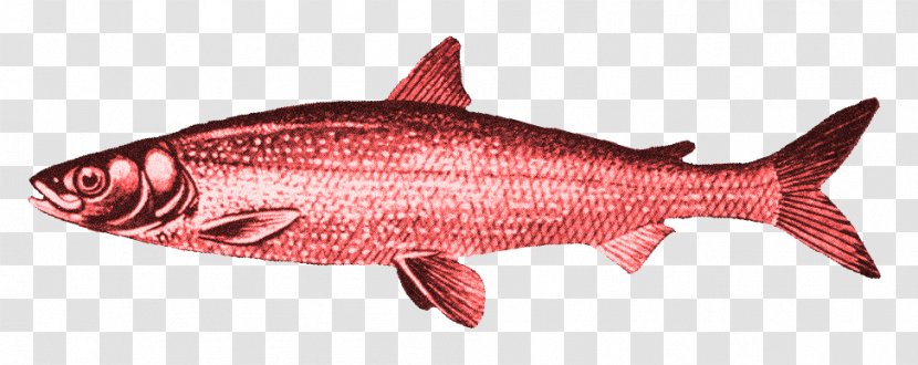 Kipper Red Herring Smoked Fish - Products Transparent PNG