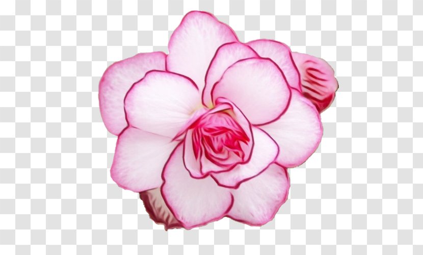 Rose - Japanese Camellia Transparent PNG