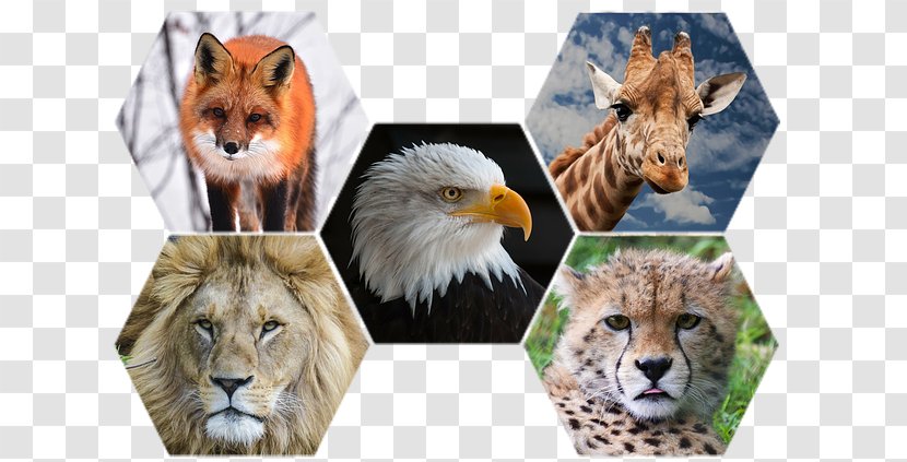 Animal Cheetah Wildlife Cat Lion - Giraffe - Wild Transparent PNG